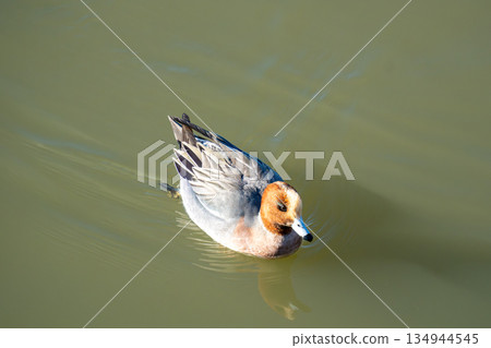 Wigeon swimming in a pond 134944545