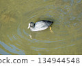 老傻瓜在池塘里游泳 134944548