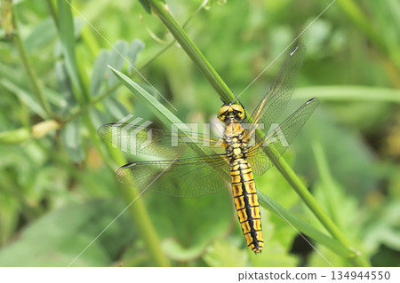 Harassetry fish (female) Harassetry fish (female) 134944550