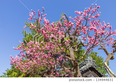 Pink flowers in full bloom exuding a seasonal feeling in Komagane City, Nagano Prefecture Pink flowers in full bloom exuding a seasonal feeling in Komagane City, Nagano Prefecture 134944631