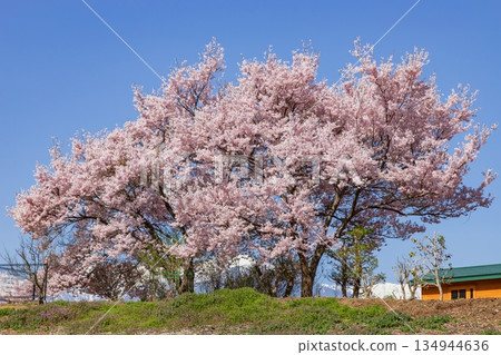 Cherry blossoms in full bloom in Komagane City, Nagano Prefecture 134944636