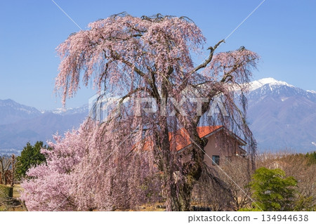 長野縣駒根市的垂枝櫻花和中央阿爾卑斯山脈 134944638