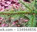 Green spruce branch close up with blurred background. 134944656