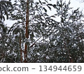Pine forest covered in fresh winter snow. 134944659