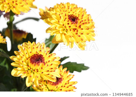 Chrysanthemum (spray mum) Chrysanthemum (spray mum) 134944685