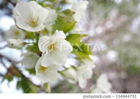 White cherry blossom season 134944731