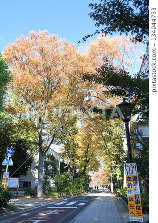 埼玉市大宮冰河神社入口處，一排高大的樹木秋色正濃。 134944733