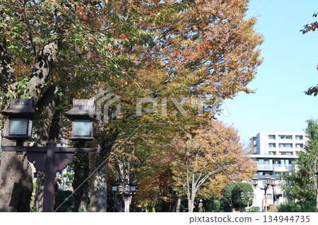 埼玉市大宮冰河神社入口處，一排高大的樹木秋色正濃。 134944735