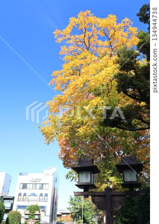 埼玉市大宮冰河神社入口處，一排高大的樹木秋色正濃。 134944738
