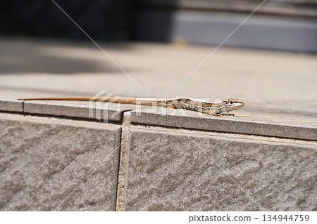 日本假名蛇 134944759