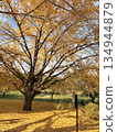 Bright yellow ginkgo tree 134944879