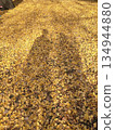 Two people's shadows reflected in the ginkgo tree 134944880