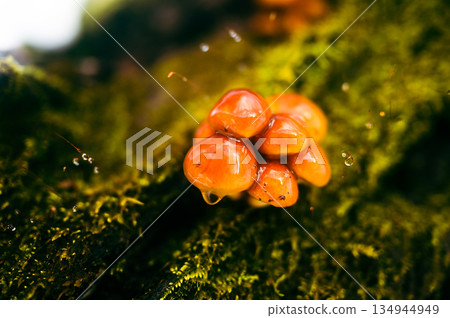 自然Namesko 134944949