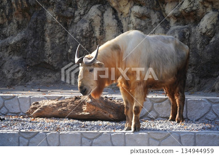 Golden Takin Budorcas taxicolor bedfordi Golden Takin Budorcas taxicolor bedfordi 134944959