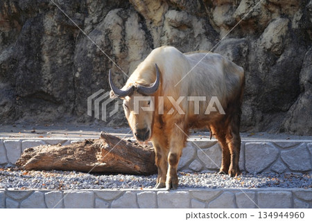 Golden Takin Budorcas taxicolor bedfordi Golden Takin Budorcas taxicolor bedfordi 134944960