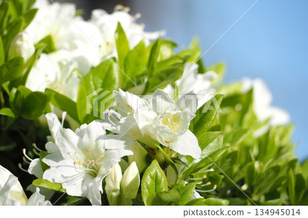 White azalea White azalea 134945014