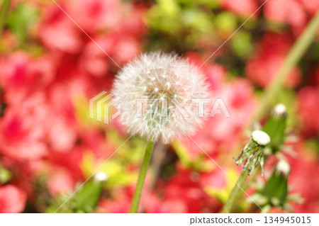 White dandelion fluff 134945015