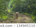 indian wild bengal male tiger or panthera tigris walking head on in natural scenic green background in winter season evening safari dhikala jim corbett national park forest reserve uttarakhand india 134945110