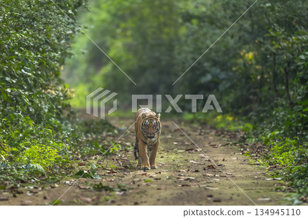 indian wild bengal male tiger or panthera tigris walking head on in natural scenic green background in winter season evening safari dhikala jim corbett national park forest reserve uttarakhand india indian wild bengal male tiger or panthera tigris walking head on in natural scenic green background in winter season evening safari dhikala jim corbett national park forest reserve uttarakhand india 134945110