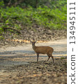 wild barking deer muntjac or Indian muntjac or red muntjac or Muntiacus muntjak side profile an antler during outdoor jungle wildlife safari dhikala forest jim corbett national park uttarakhand india 134945111
