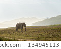 wild aggressive adult asian elephant or Elephas maximus indicus in dhikala grassland near ramganga reservoir water in hot summer season safari jim corbett national park forest uttarakhand india asia 134945113