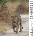 Indian wild male leopard or panthera pardus or panther walking straight on track head on with eye contact in natural environment during summer season wildlife safari at forest of central india 134945114