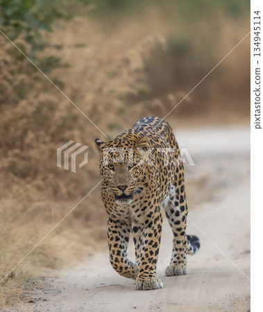 Indian wild male leopard or panthera pardus or panther walking straight on track head on with eye contact in natural environment during summer season wildlife safari at forest of central india Indian wild male leopard or panthera pardus or panther walking straight on track head on with eye contact in natural environment during summer season wildlife safari at forest of central india 134945114