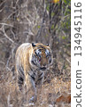 wild male bengal tiger or panthera tigris head on walking with eye contact at panna national park forest reserve madhya pradesh india during summer season morning safari 134945116
