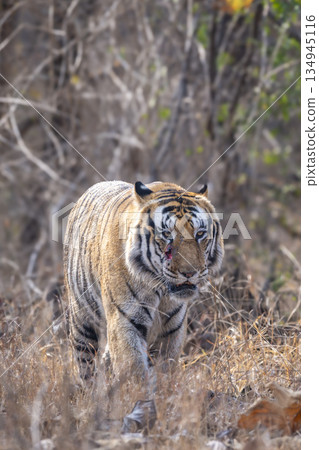 wild male bengal tiger or panthera tigris head on walking with eye contact at panna national park forest reserve madhya pradesh india during summer season morning safari 134945116