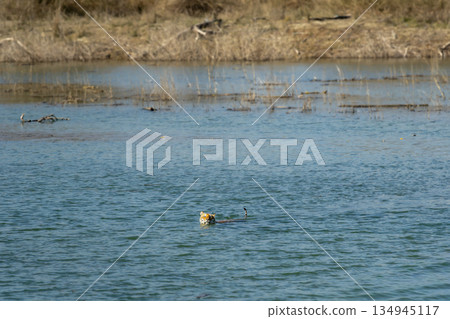 wild bengal tiger or panthera tigris swimming crossing ramganga river flowing water stream retreat in territorial fight at dhikala zone of jim corbett national park forest reserve uttarakhand india wild bengal tiger or panthera tigris swimming crossing ramganga river flowing water stream retreat in territorial fight at dhikala zone of jim corbett national park forest reserve uttarakhand india 134945117