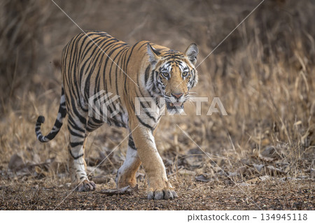 wild sub adult male bengal tiger or panthera tigris head on walking with eye contact at panna national park forest reserve madhya pradesh india during summer season morning safari wild sub adult male bengal tiger or panthera tigris head on walking with eye contact at panna national park forest reserve madhya pradesh india during summer season morning safari 134945118