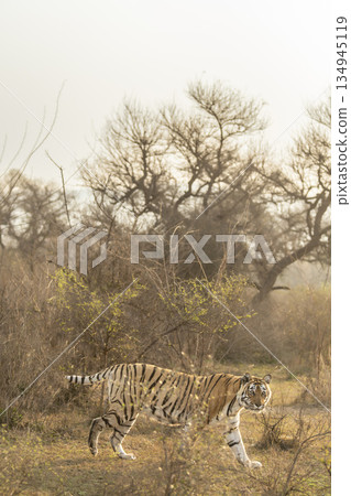 wild bengal female Tiger or panthera tigris with gps tracking collar on neck a pony or broken tail tigress on prowl in outdoor winter wildlife safari sariska national park forest alwar rajasthan india wild bengal female Tiger or panthera tigris with gps tracking collar on neck a pony or broken tail tigress on prowl in outdoor winter wildlife safari sariska national park forest alwar rajasthan india 134945119