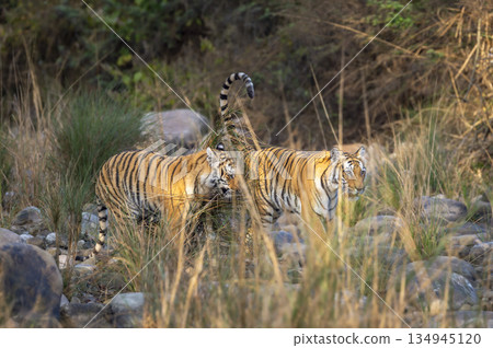 wild female mother bengal tiger or panthera tigris with her cub walking crossing dry riverbed in long grass in safari at dhikala zone of jim corbett national park forest reserve uttarakhand india 134945120