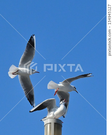 飛行藍天的海鷗 飛行藍天的海鷗 134945127
