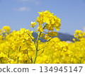 Rape blossoms blooming toward the blue sky 134945147