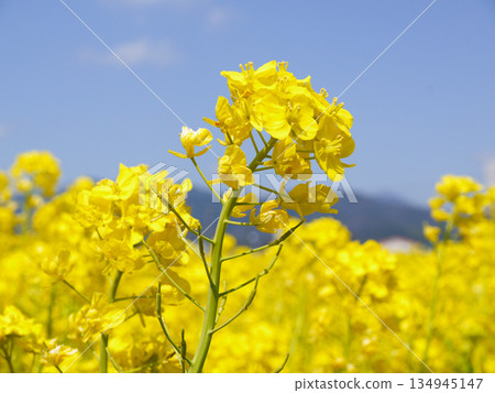 Rape blossoms blooming toward the blue sky Rape blossoms blooming toward the blue sky 134945147