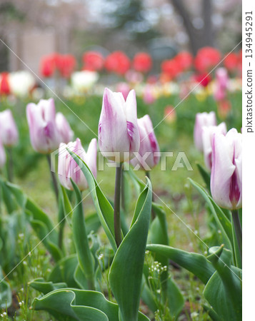Tulip in flower garden Tulip in flower garden 134945291
