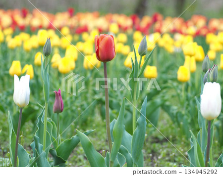 Tulips blooming in a flower field in early summer Tulips blooming in a flower field in early summer 134945292