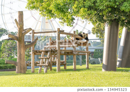 熊貓睡在遊樂場設備上 134945323