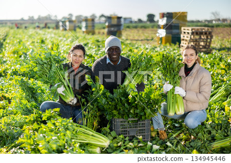 Multiracial man and women squatting at crates with celery plantation 134945446