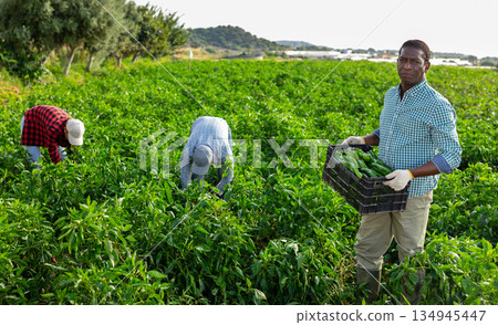 African American farmer carrying box of peppers in field during harvest African American farmer carrying box of peppers in field during harvest 134945447