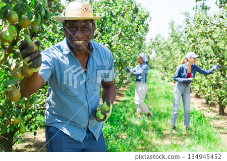 Afro american farmer in straw hat picking fresh pears Afro american farmer in straw hat picking fresh pears 134945452