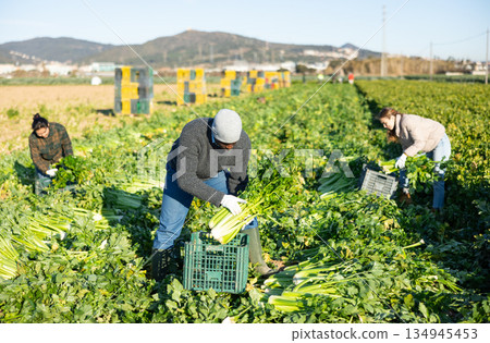 Confident man engaged in cultivation of organic vegetables, arranging crop of ripe celery in boxes on field Confident man engaged in cultivation of organic vegetables, arranging crop of ripe celery in boxes on field 134945453