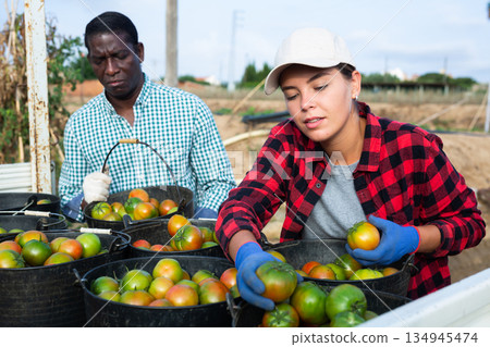 Young female farm worker loading buckets of harvested tomatoes into truck Young female farm worker loading buckets of harvested tomatoes into truck 134945474