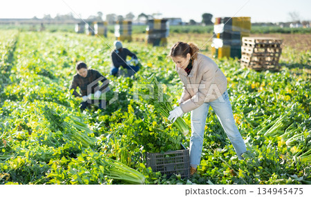 Female farmer with ripe celery in hands during harvest Female farmer with ripe celery in hands during harvest 134945475