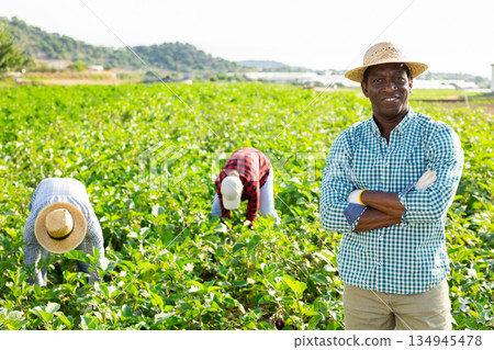 African american horticulturist on plantation of eggplants during harvest 134945478