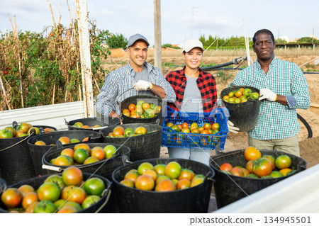 Happy farmers posing with harvest of tomatoes in buckets next to truck 134945501