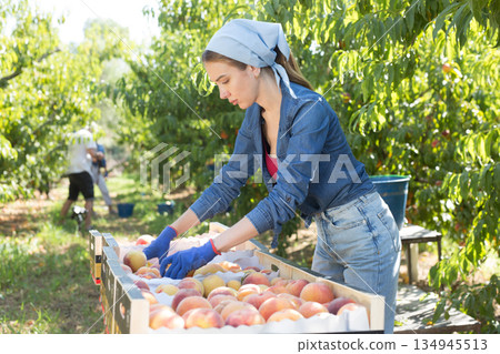 Woman packing fresh peaches Woman packing fresh peaches 134945513