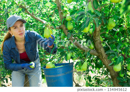 Woman harvesting pears Woman harvesting pears 134945612