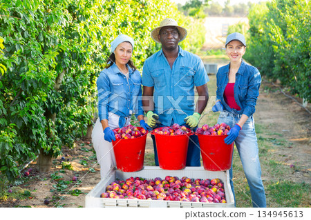 Happy farmers posing with harvest of ripe plums in orchard Happy farmers posing with harvest of ripe plums in orchard 134945613